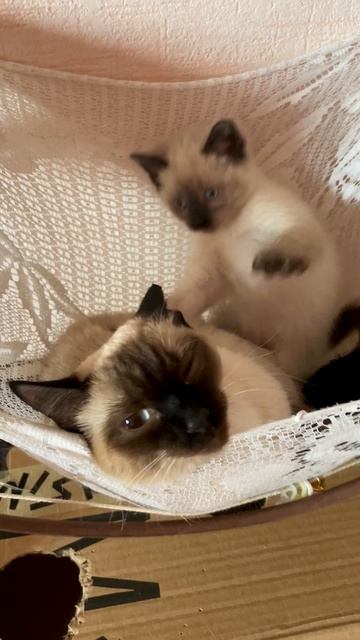 Кэсси стала мамой для Кисси