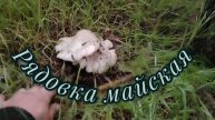 Майская рядовка в этом году