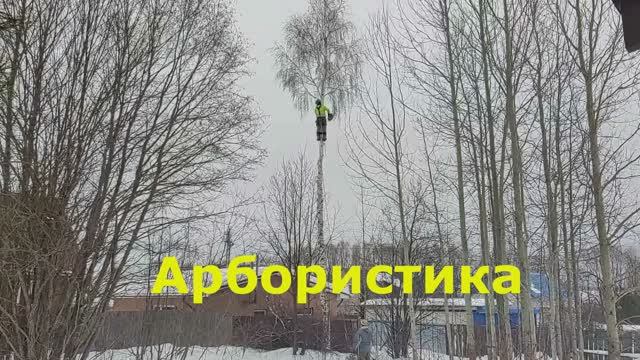 Арбористика простыми словами — это обслуживание и уход за древесными растениями.