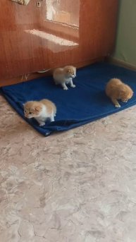 Котята Хабаровск