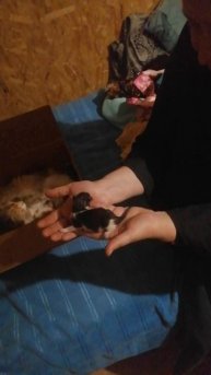Новые котята