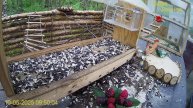 Кормушка в лесу онлайн "Кафе Лесное" #Relaxing #природа #звуки леса #весенний лес #погода