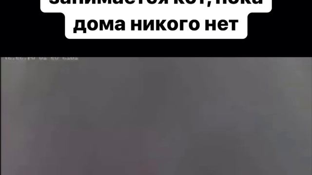 @video_smeshnye (1).mp4