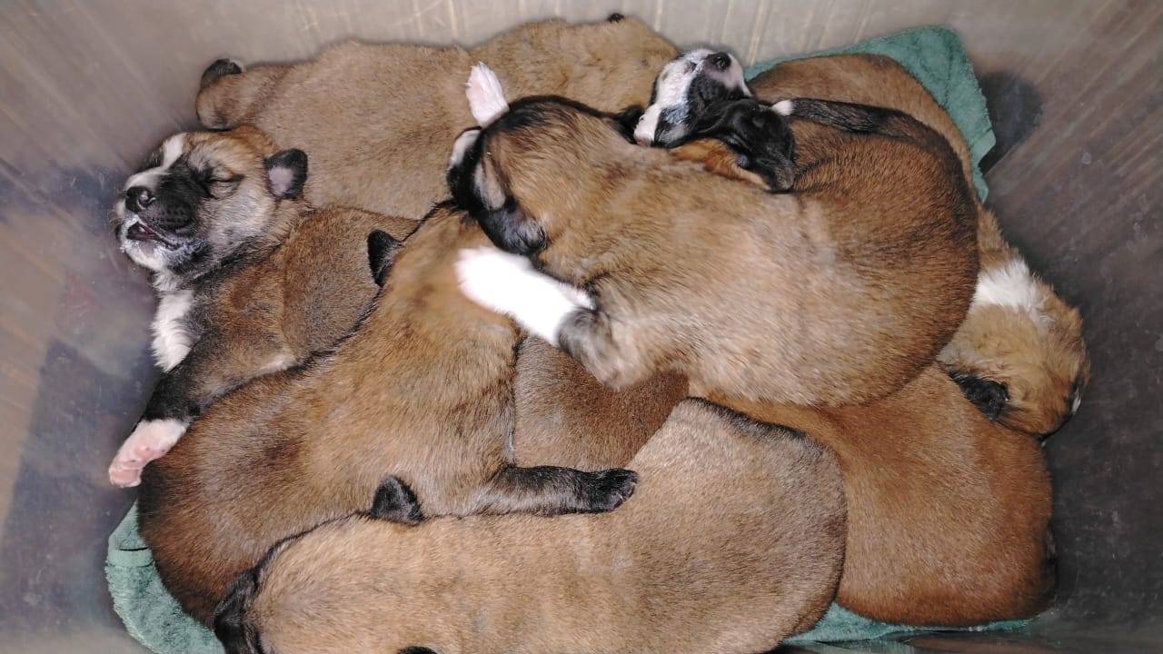 8 подкидышей, день второй