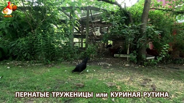 Куры несушки свободного выгула и их обычная куриная рутина – эпизод (267)