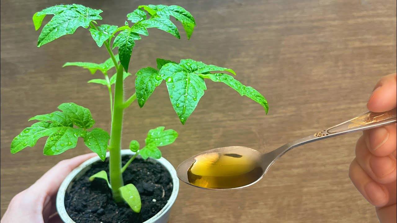 🌱 НИКОГДА не выращивайте рассаду без ЭТОГО! 1 КАПЛЯ под корень — и РАССАДА СТАНЕТ ТОЛСТЫМ КРЕПЫШОМ