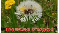 Перевозка отводков