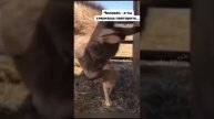 VID-20250503-WA0010.mp4