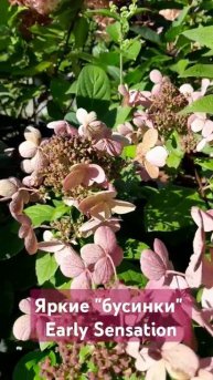 Эрли Сенсейшн #гортензииметельчатые #гортензии #сажен