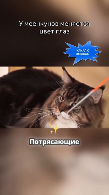 А вы знали, что у  Мейн-кунов меняется цвет глаз? #мейнк?