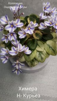 Фиалка Химера Н-Курьез 🤗😍🌹