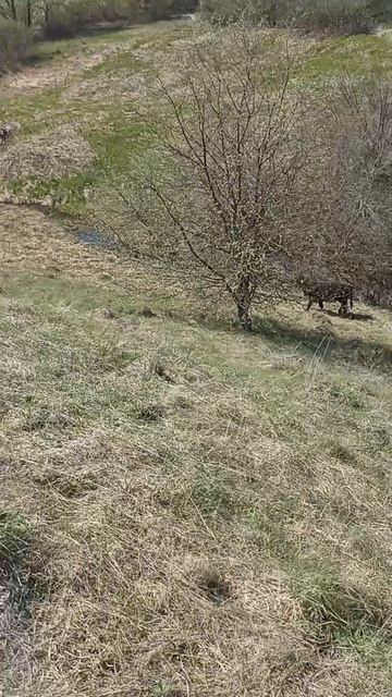 Животные на природе