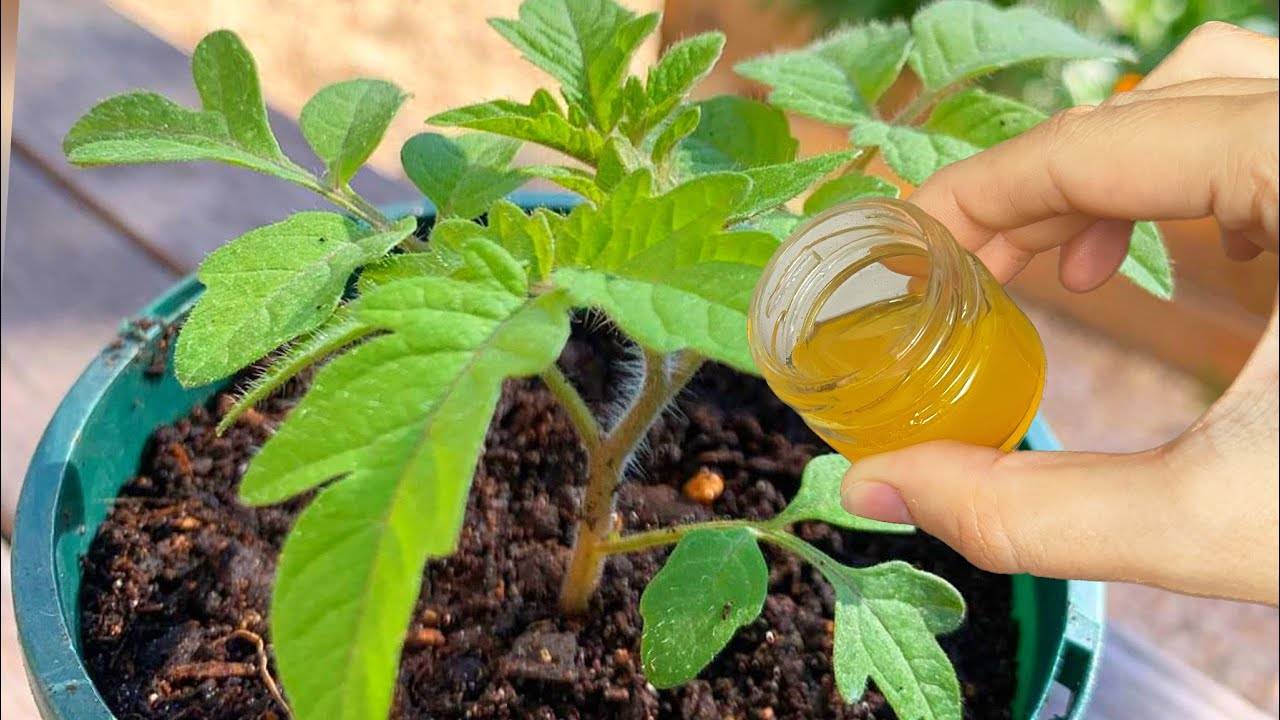 🌱 ВСЕГО 1 КАПЛЯ — и ДАЖЕ ДОХЛАЯ РАССАДА СТАНЕТ ТОЛСТЫМ КРЕПЫШОМ!