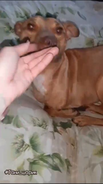 Гани