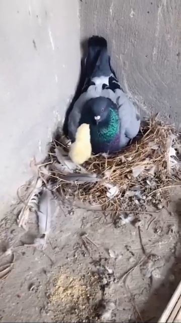 Чужих детей не бывает ❤️❤️❤️