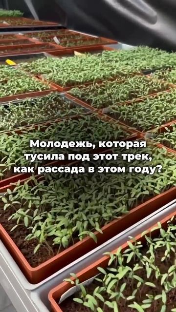 Как ваша рассада?😁