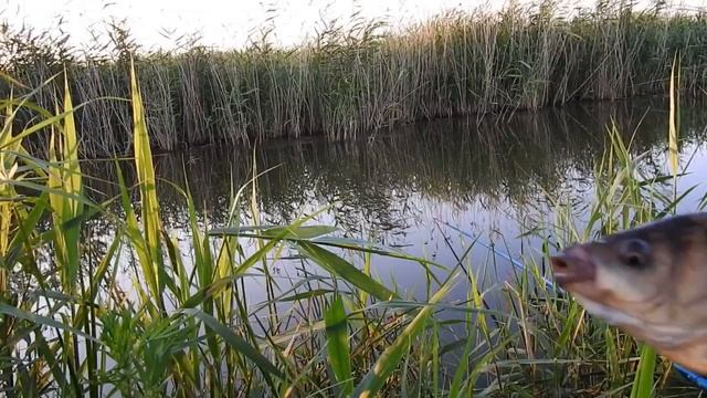 Рыбалка крупный карась на кукурузу, попался один, поплавки светлячки