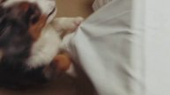 Предновогоднее видео аусси Рунни с детсва.