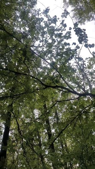 Пение птиц. Небо среди деревьев