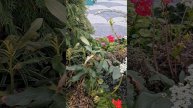 Пасхальная ярмарка в Коломенском с озеленением