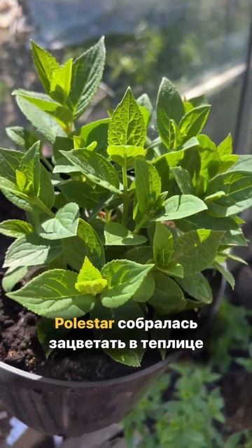 Polestar гортензия метельчатая, начало мая, уже на цвету. О