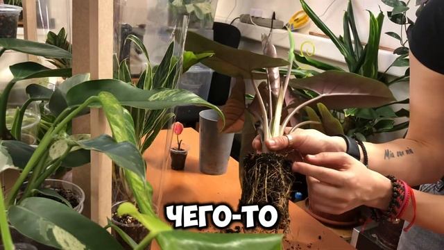 Пересадка алоказии СКАЛЬПРУМ