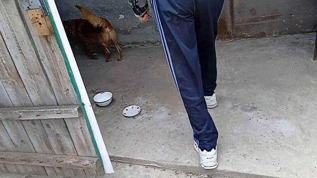 Соболь-баловник!🐶🦮🐕