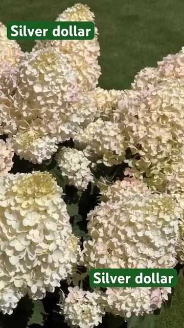 #silverdollar #hydrangea #гортензия#garden #гортензія#flowers #park#jardin#shorts