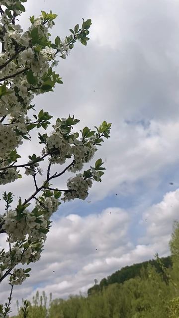 цветет яблоня и слива лепестки