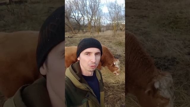 Сколько надо держать Быка, чтоб продать за хорошие ден