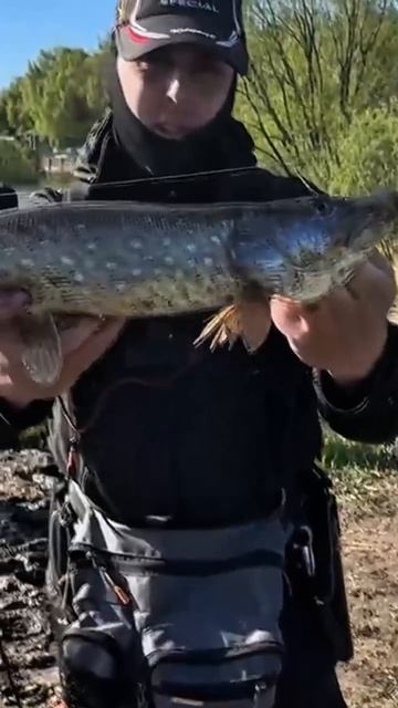 Жизнь на крючке....