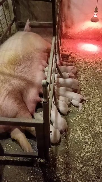 Ландрасики пьют молочко 🐷👍