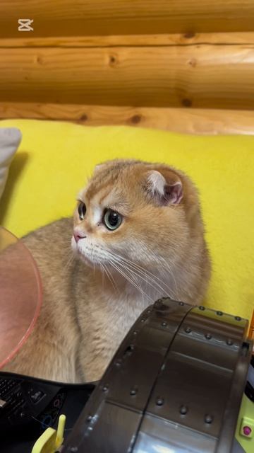 Красавчик 🐱