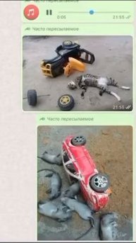 авария кот и мыши #shorts #приколы #прикол #funny #кот #прикол