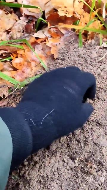 Древняя находка с металлоискателем в красивом лесу #к?