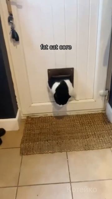 Коты после майских...