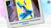 Пошагово рисунок акварельными карандашами «Сойка»