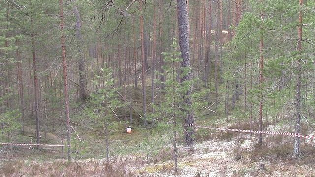 Змей Горыныч 2025 последний КП 2196