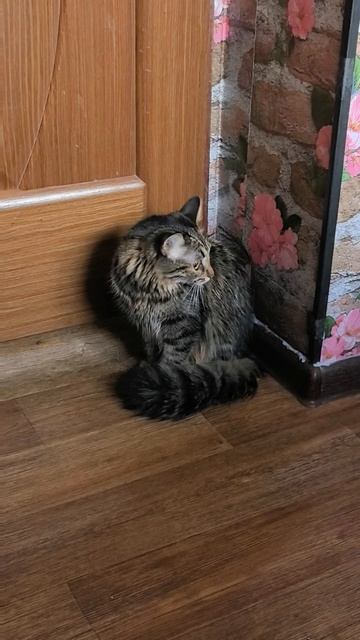деловая кошка