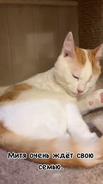 Котик Митя ищет дом
