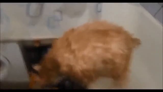 Смешные коты Funny Cats Compilation  2015