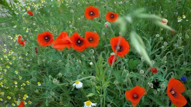 Целебная музыка для полного расслабления🌿Освежите с