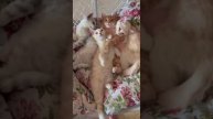 Наш TG https://t.me/liveofcats