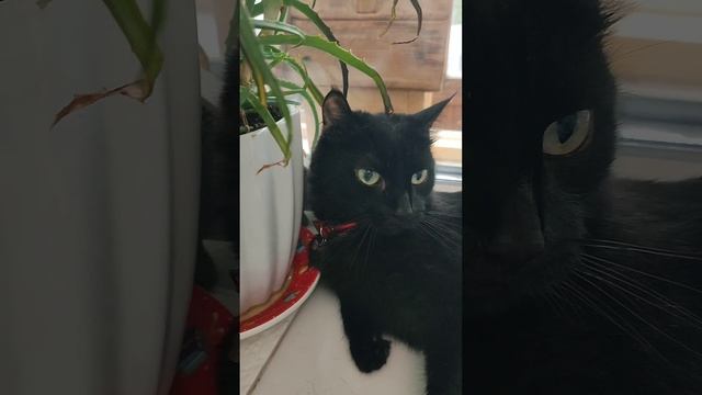 Кошка и кот, разные характеры 😹