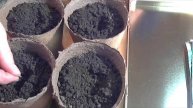Посев огурцов на рассаду для получения раннего урожая.