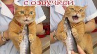 Приколы с котами! С ОЗВУЧКОЙ! ДО СЛЕЗ! Самые смешные животные!
