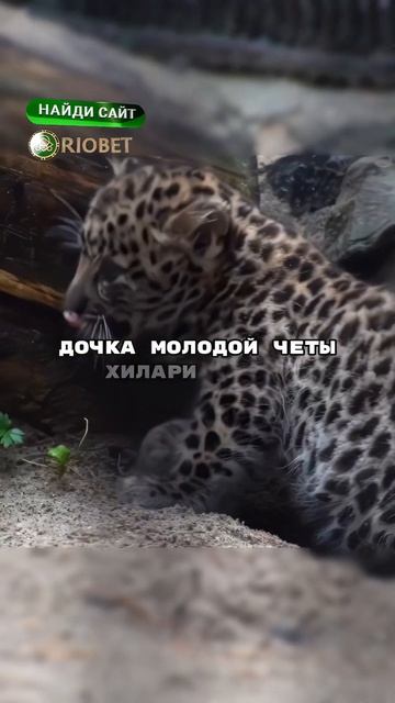 Зоопарк показал кадры маленького леопарда🐆
