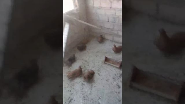 Варненские голуби ( Болгария )