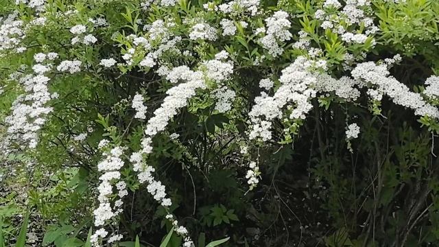 прикольный кустарник