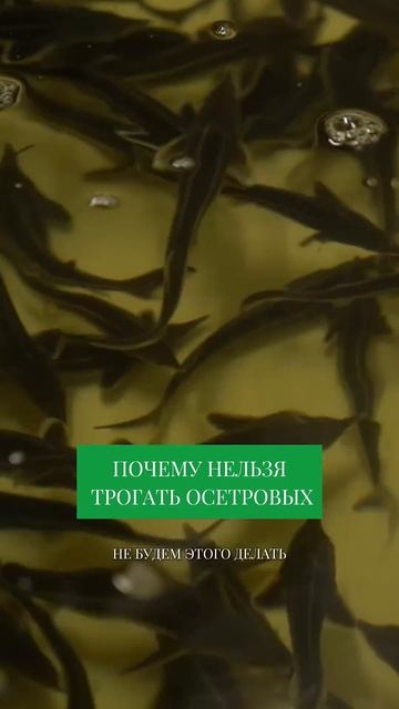 Рыба получает ОЖОГ от прикосновения ЧЕЛОВЕКА! #свояеда #бизнес